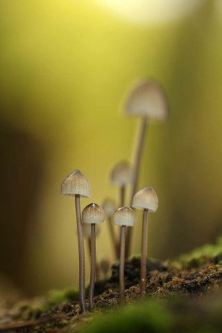 Mycena sp